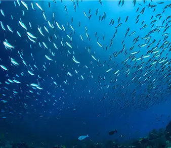 Dérive Cogon à Apo Island
